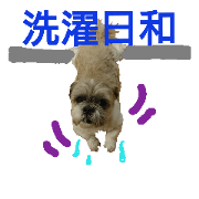 Daily words of Shih tzu