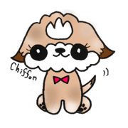chih tzu dog