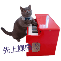 my sesame cat 3