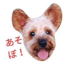 Yorkshire Terrier Mocha