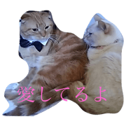 scottish fold cat Nokaze stamp!