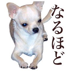 Chihuahua Sticker -3