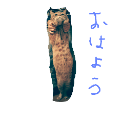 nekomoe