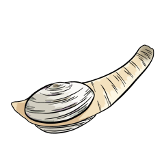 a normal geoduck clam