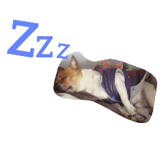 父子狗日常生活