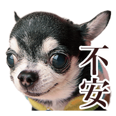 Chihuahua Sticker -2