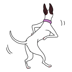 White and black Italian grayhound