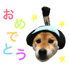 Shibainu SORA