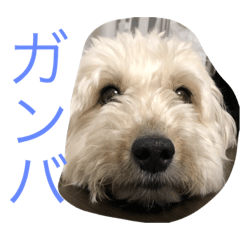 LOVE      dog