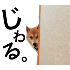 shibainu:haru-chan