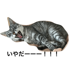 CAT MIX STUMP