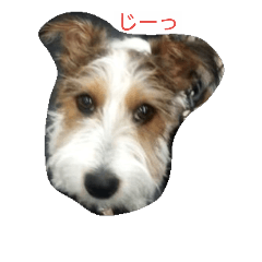 dogs stamps ju