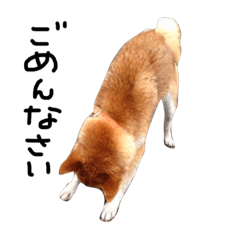 Shibainu umesan 1
