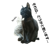 hayate of cat 2