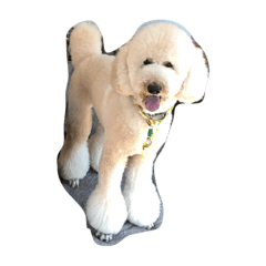 standard poodle souta