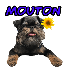 Mouton daily