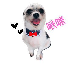 hi puppy – LINE貼圖 | LINE STORE