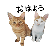 Japanese brown tabby cats