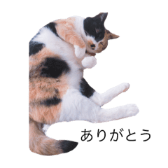 三毛猫うめちゃん Line スタンプ Line Store