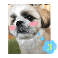mahina.boy.dog