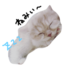 cat cute cat nyaa