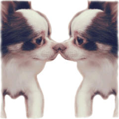 MyLovelyPuppy