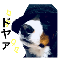 Bernese Mountain Dog-Kai-
