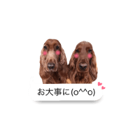 irishsetter of the stamp