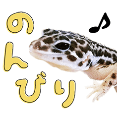 Leopard gecko'sukeroku