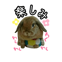 azuki rabbit