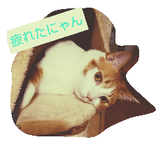 cute chato