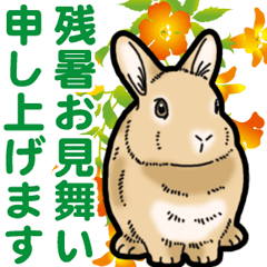 Fluffy wild rabbit 4