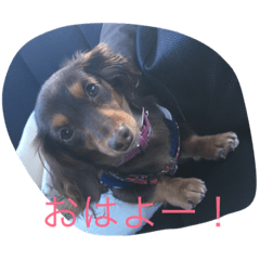 nene dachshund 2