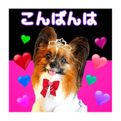 Papillon coco