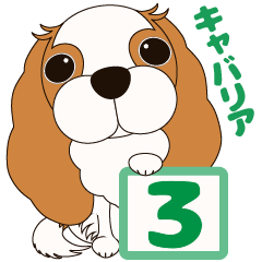 キャバリア犬♪ブレンハイム(白多め)3