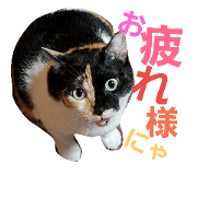 cats mastu-take-ume