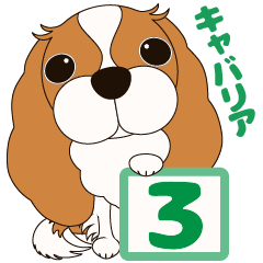 キャバリア犬♪ブレンハイム(白少なめ)3