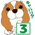 キャバリア犬♪ブレンハイム(白少なめ)3