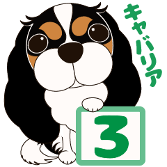 キャバリア犬♪トライカラー3
