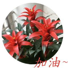 花語系列II - 與您分享台灣美麗的花朵