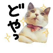 kitty.gomachan