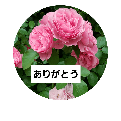 素敵な薔薇達/バラの楽しみ　パート2