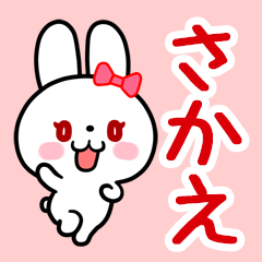 The white rabbit with ribbon "Sakae"
