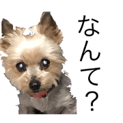 yorkshire terrier kurumi