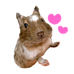 degu(komugi)