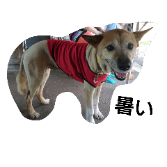 majimajimarip