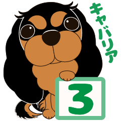 キャバリア犬♪ブラック&タン3