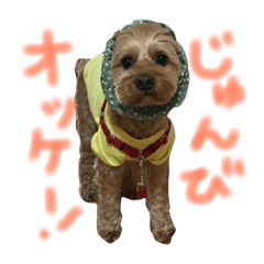 Andy (Cockapoo) 2