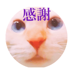 笹かま猫のランカちゃん Line スタンプ Line Store