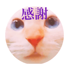 笹かま猫のランカちゃん Line スタンプ Line Store